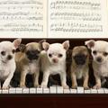 Zongorázó kutyakölykök