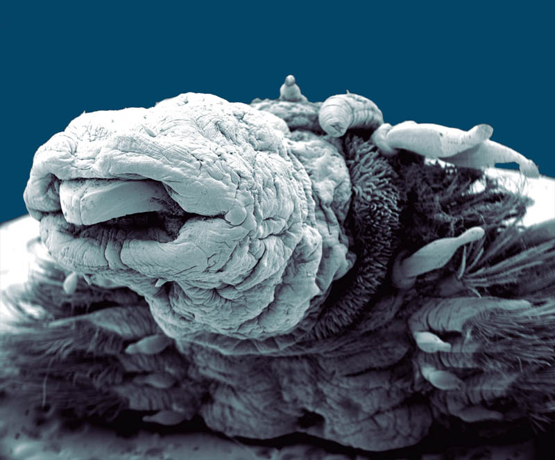 hydrothermal-worm-macro-philippe-craqssous.jpg