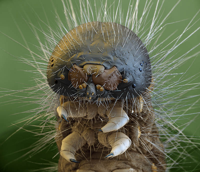macro-caterpillar-microscopic-photograph-oliver-meckes.jpg