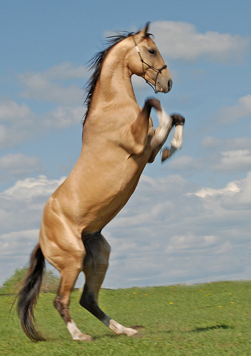 akhal-teke.jpg