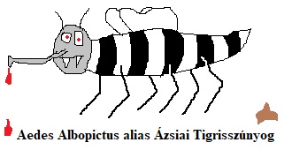 azsiai_tigrisszunyog_1_1.jpg