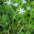 Hyacinthaceae - Jácint félék