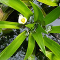 Hydrocharitaceae - Békatutaj félék