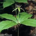 Melanthiaceae - Zászpa félék