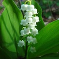 Ruscaceae - Csodabogyó félék