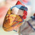 3D nyomtatás szívproblémák kezeléséhez