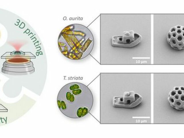 Biotinta algából