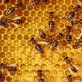 Skóciában méhkaptárt nyomtatnak