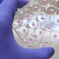 3D bionyomtatással gyorsabb a gyógyszerfejlesztés
