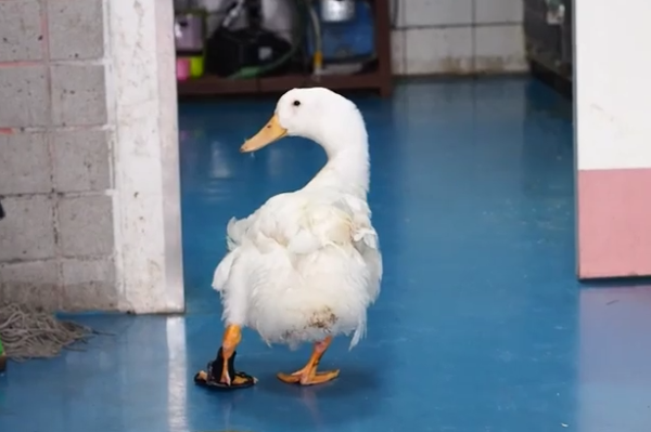 duck-3d-printed-walking-brace-15.png