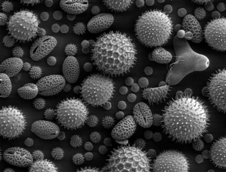 pollen1.jpg