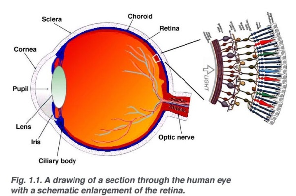 retina1.jpg