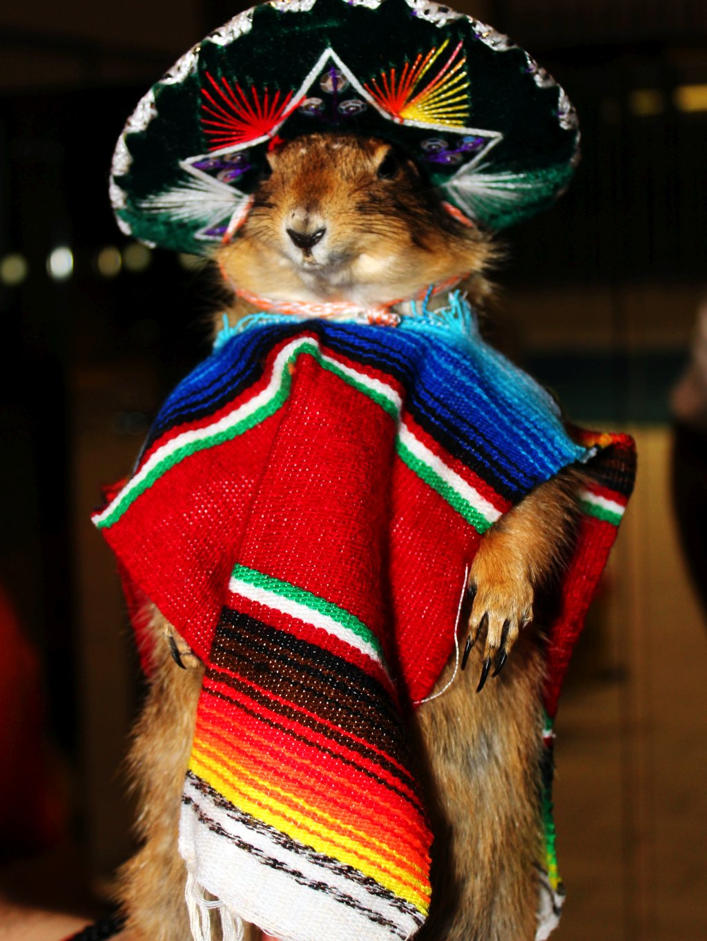 Prérikutya ala mexicana.. (undercover Prairie Dog by Jim H.)