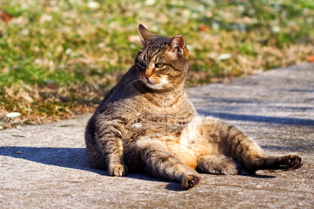 Etiquette lessons from Sofia: the proper sitting posture by Umberto Salvagnin