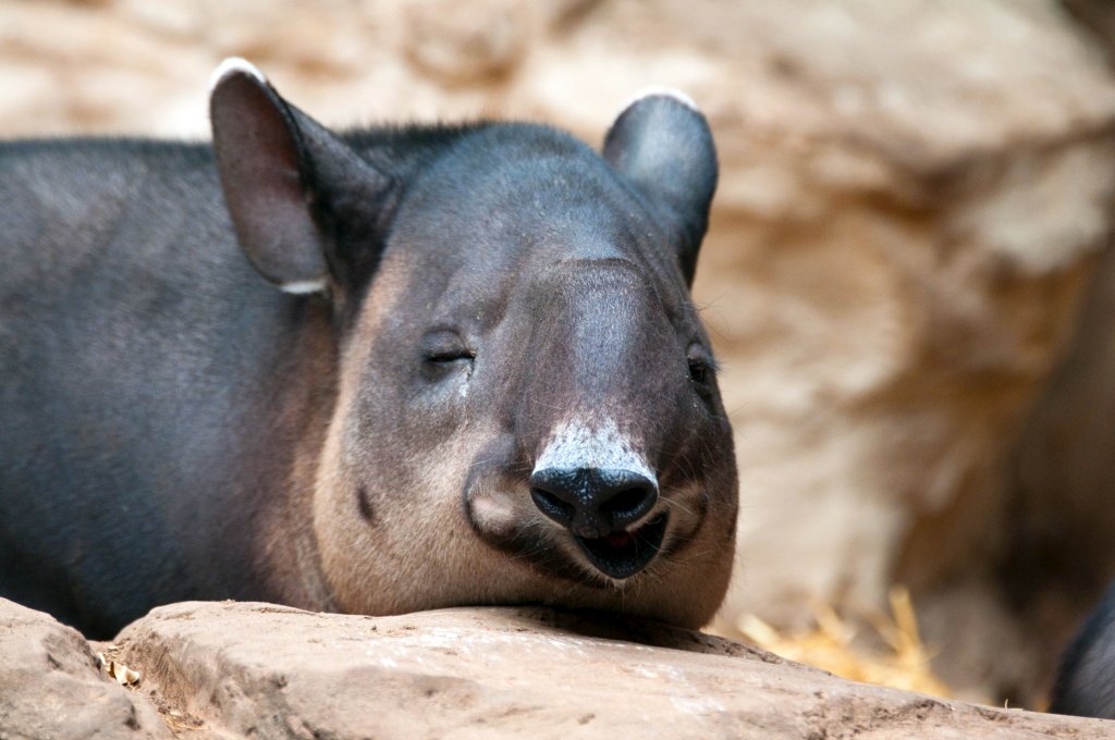 Tapir Funny Face by Eric Kilby