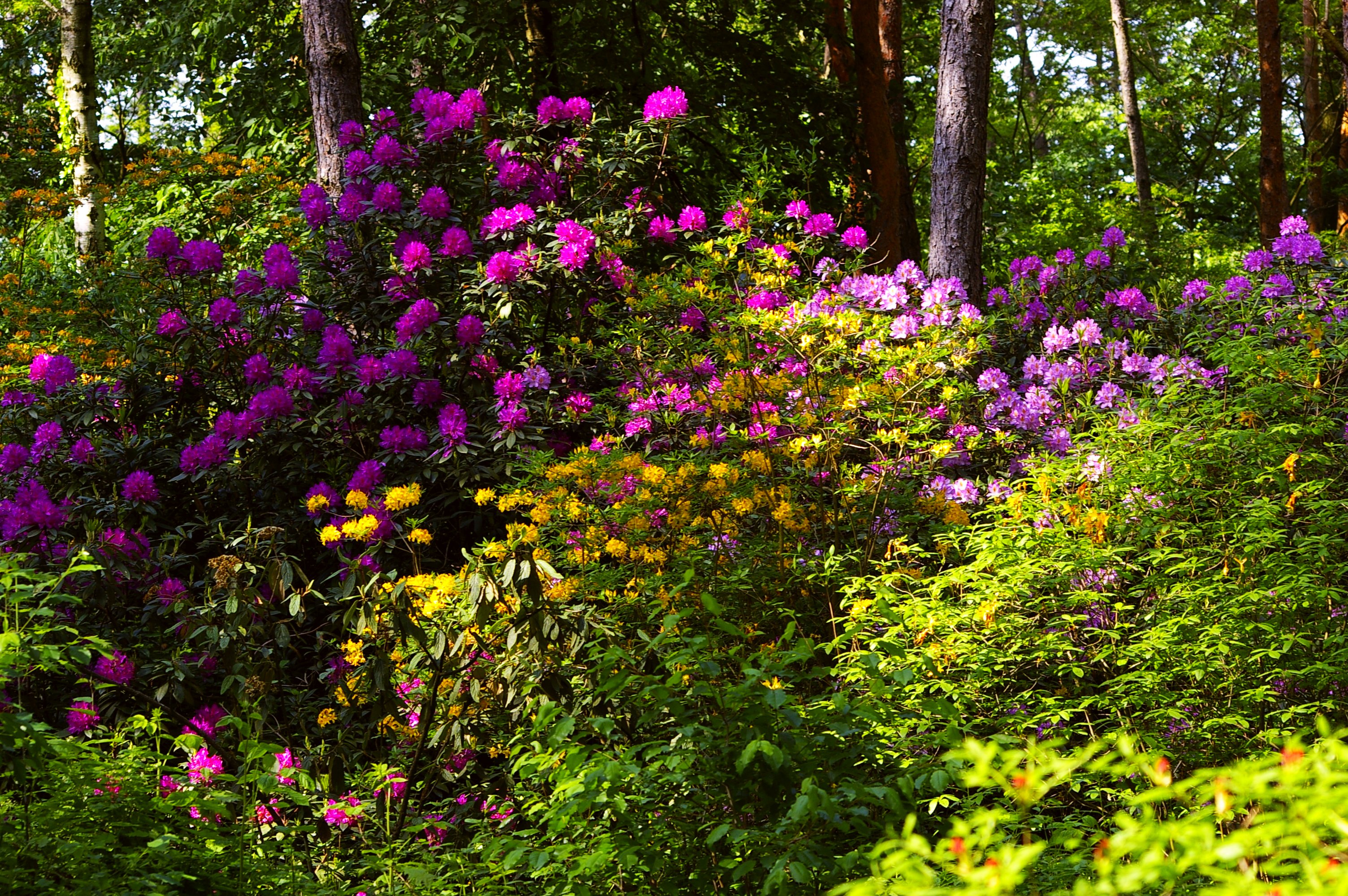 A rododendron az a májustól nyíló növény, ami a mintegy hetven hektáron elterülő Jeli arborétumot Európa-szerte híressé tette. 