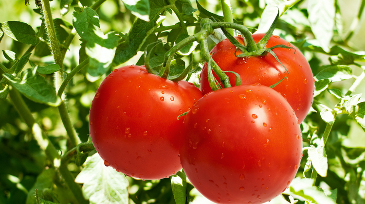 Amikor a paradicsom és a paprika főszerepet vállal