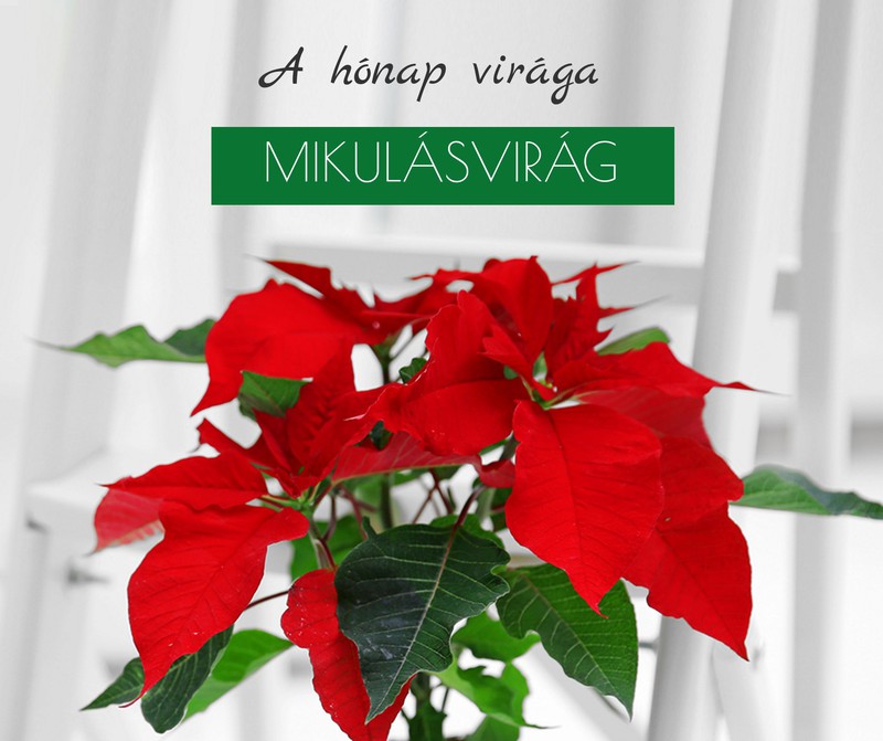 A hónap virága: mikulásvirág