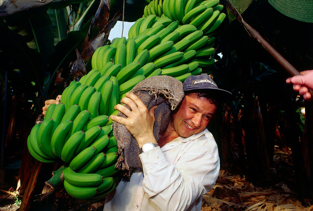 70062715-worker-at-banana-harvest-banana-plantation-near-galdar-gran-canaria-canary-islands-spain.jpg