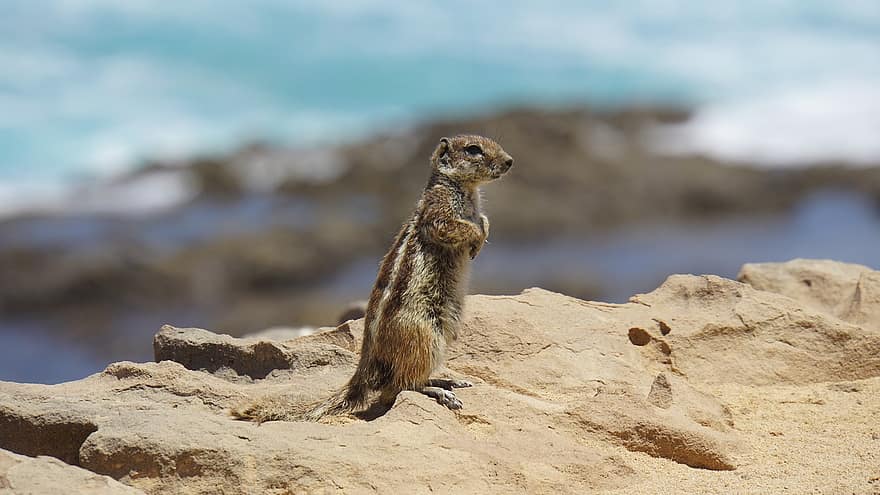 chipmunk-fuerteventura-island-animal-nager-nature-rock-ocean-sea.jpg