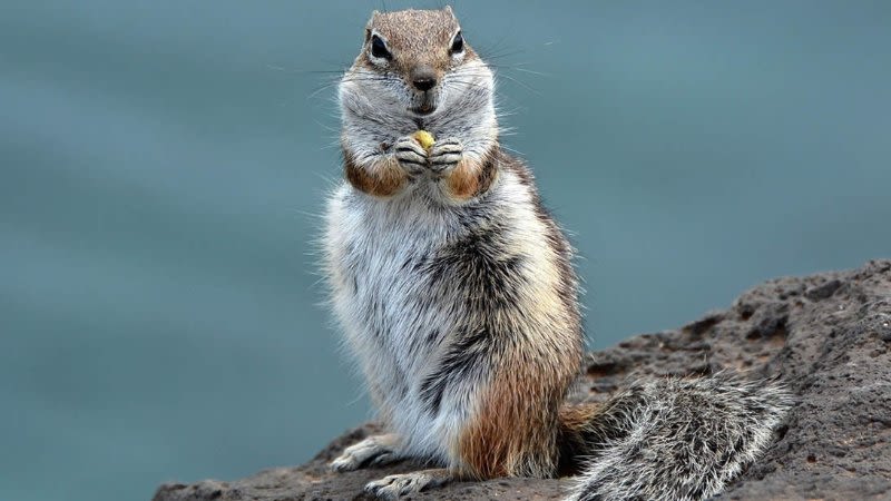 chipmunks-fuerteventura-800-450_1564600614.jpg