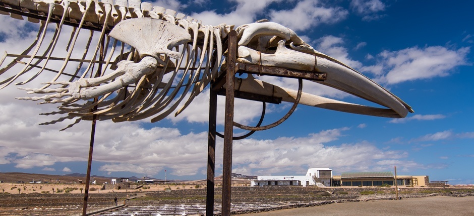 el_museo_de_la_sal-fuerteventura_0.jpg