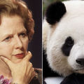Margaret Thatcher utálta a pandákat :(