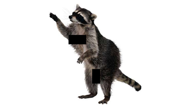 raccoon-slider.jpg