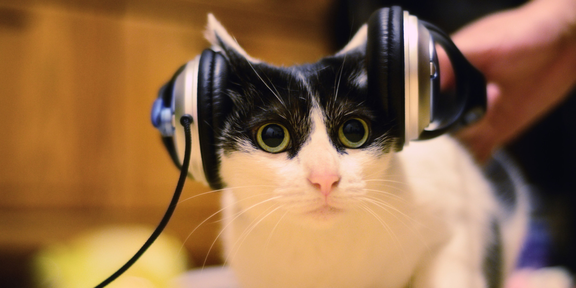 cat-listening-music-facebook.jpg