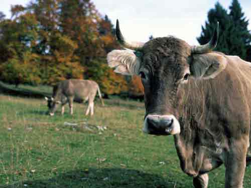 vaca_bruna_maramures.jpg