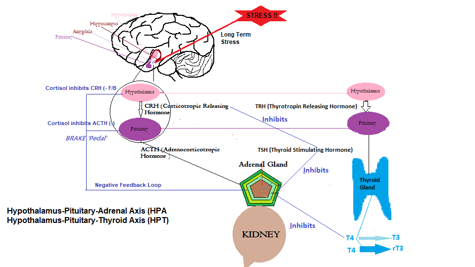 hypothalamus-pituitary-adrenal-hpa-axis-and-hypothalamus-pituitary-thyroid-hpt.png