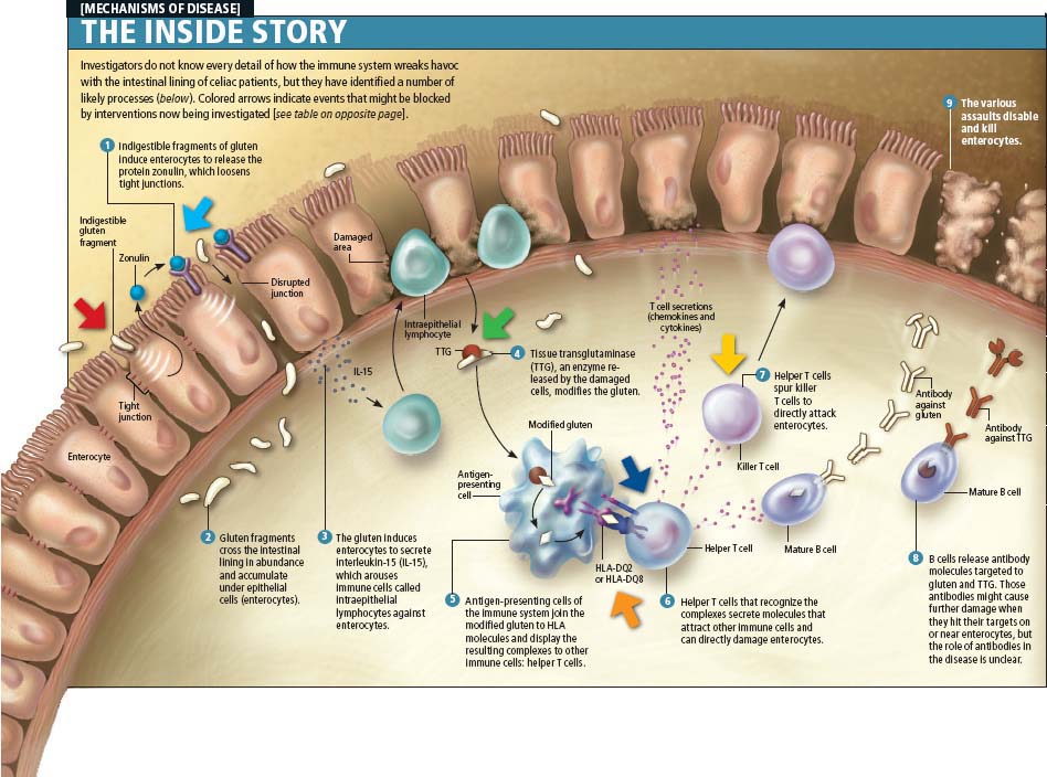 scientificamerican0809-54-i5-2.jpg