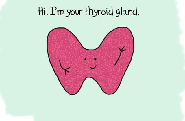 thyroid-gland.jpg