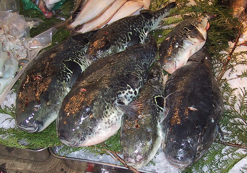 800px-fugu_tsukiji_cr.jpg