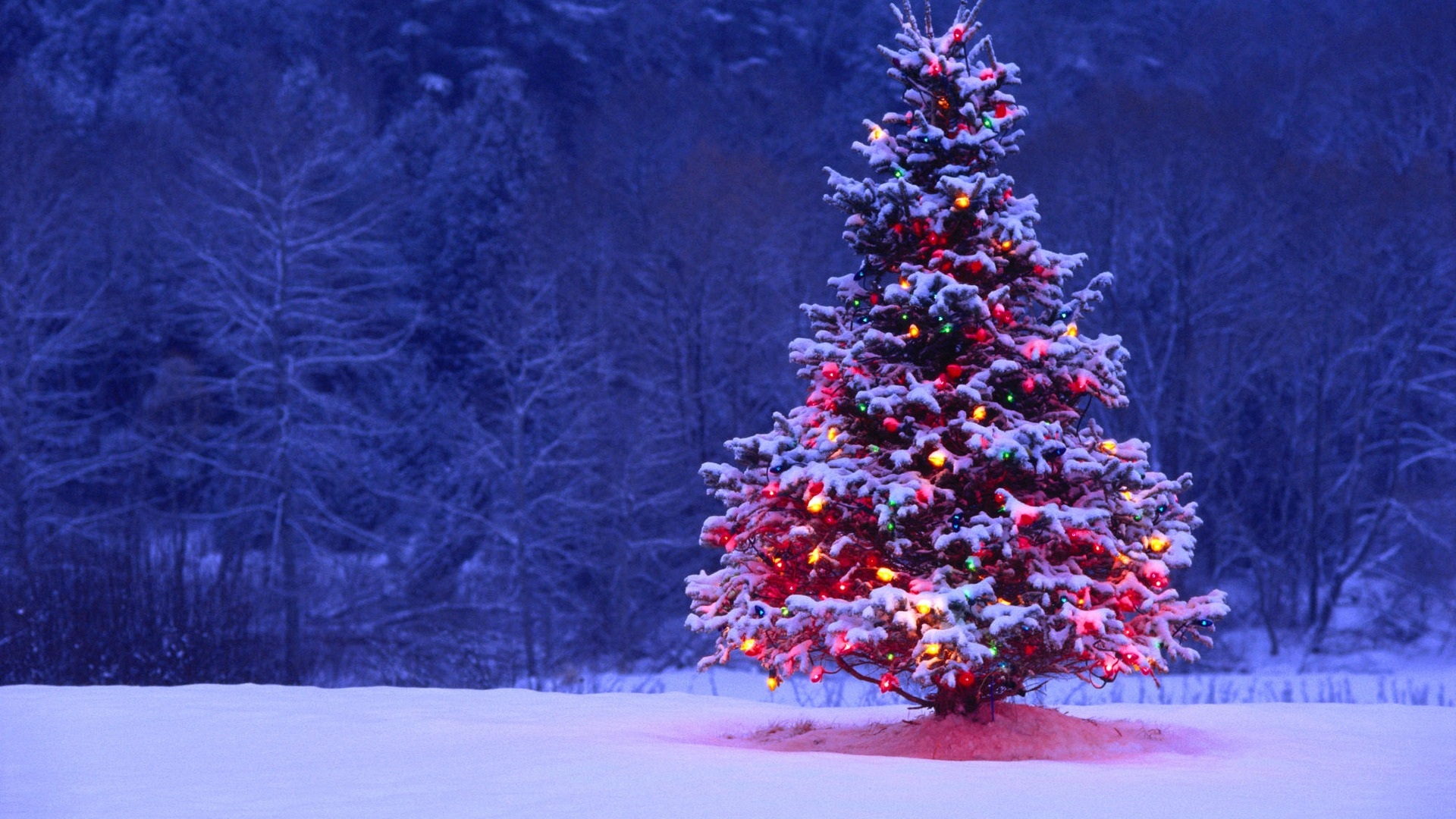 christmas-tree-in-snow.jpg