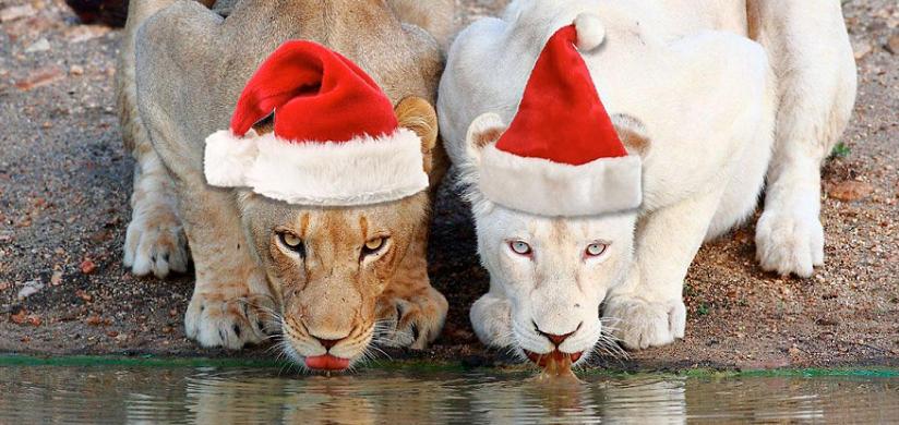 xmas_lions.jpg