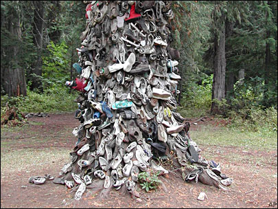 100722_shoe_tree.jpg