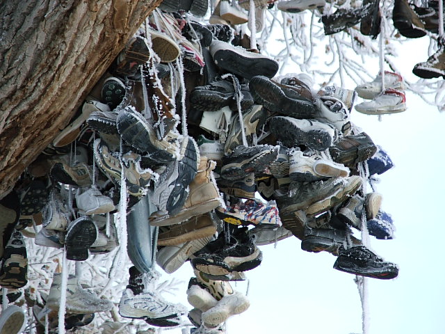 shoetree.jpg