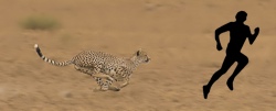 cheetah250.jpg