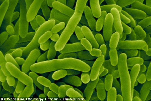 2b3ef43300000578-3192290-a_bacteria_called_pseudomonas_putida_pictured_contains_the_enzym-a-15_1439214241912.jpg