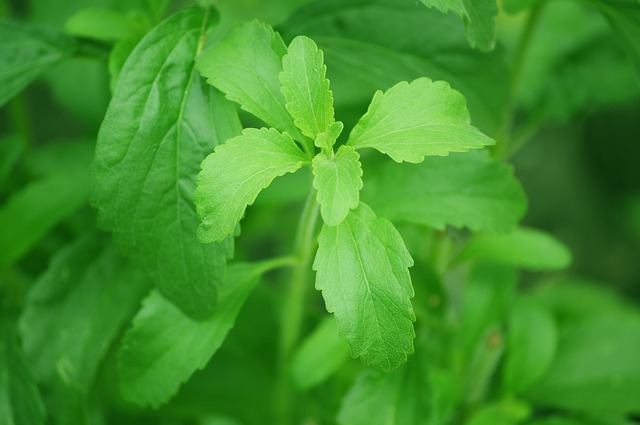 stevia-74187_640.jpg