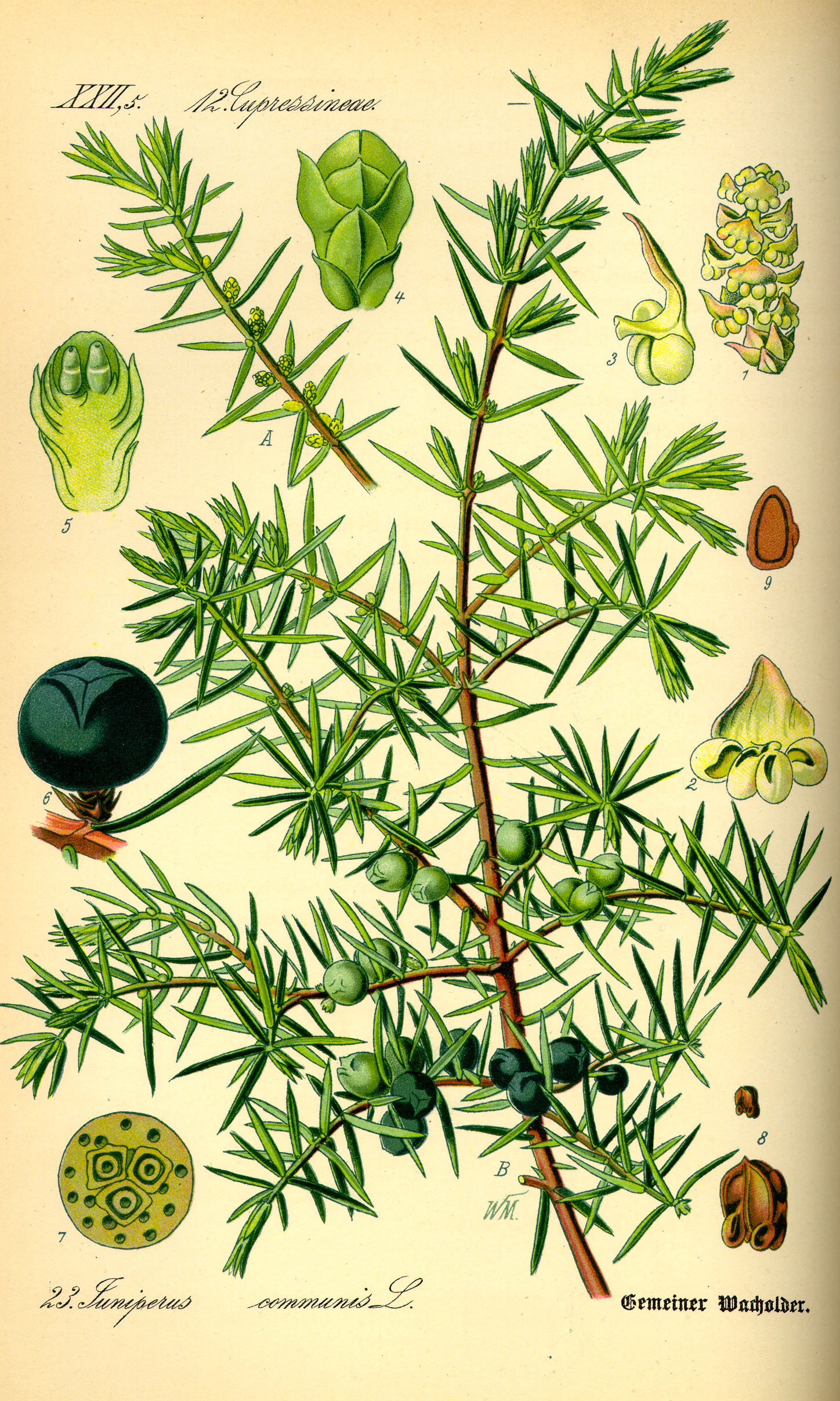 Juniperus_communis.jpg