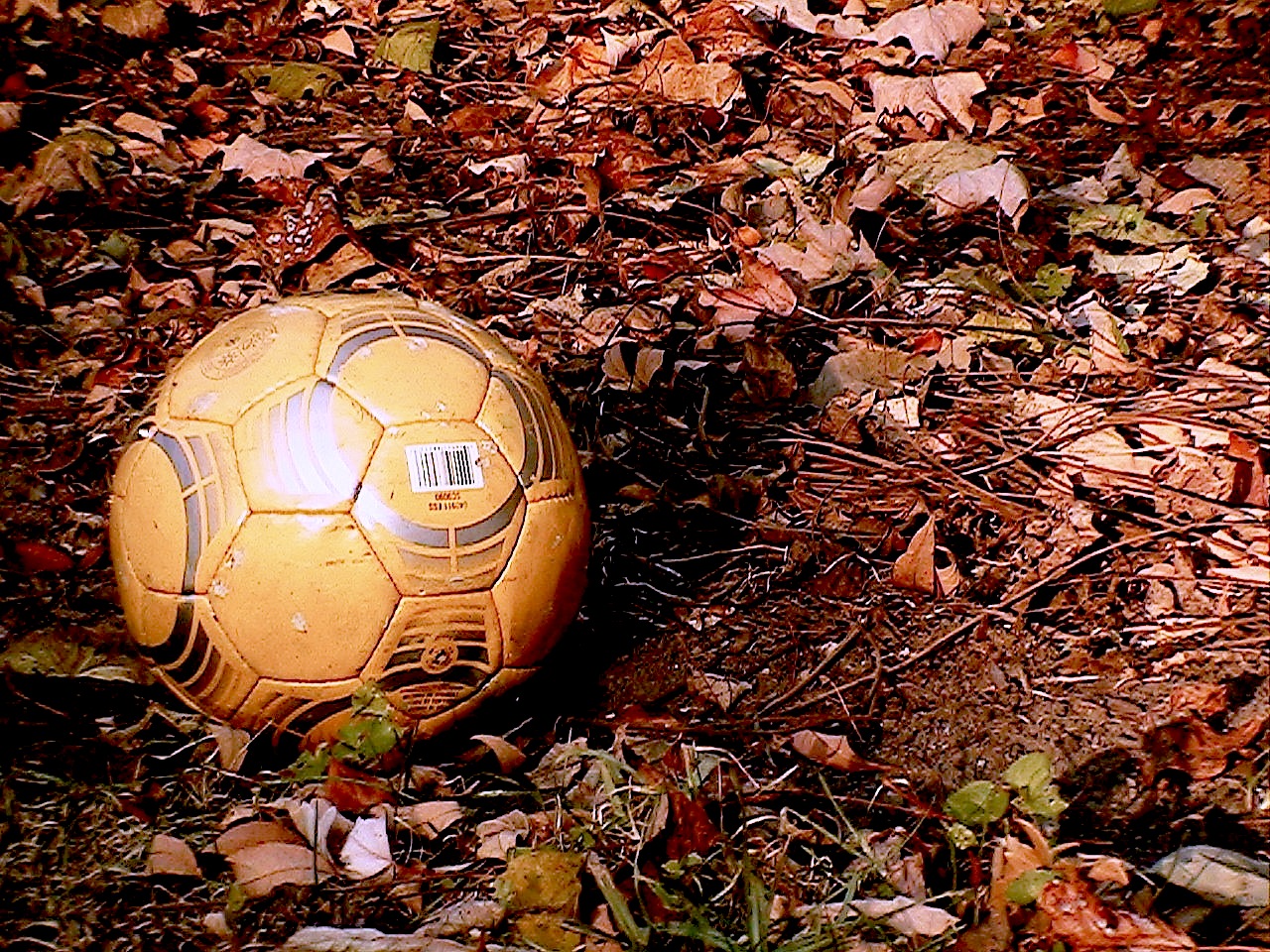 Soccer ball in the leaves.JPG