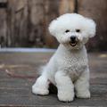 Puppies for Sale: Finding Your Perfect Furry Companion