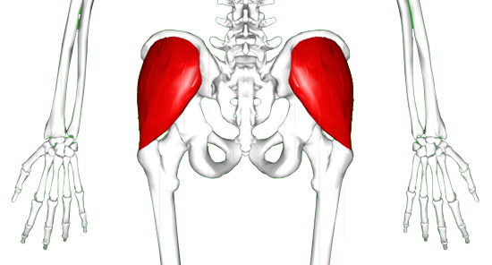 gluteus_medius.png