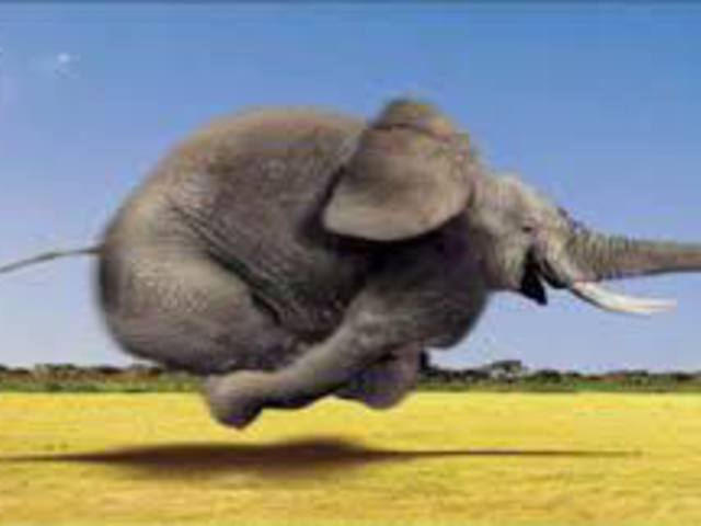 Kövér, kövér, nagyon kövér! Avagy a száguldó elefánt kalandjai! :) (116,5 kg)