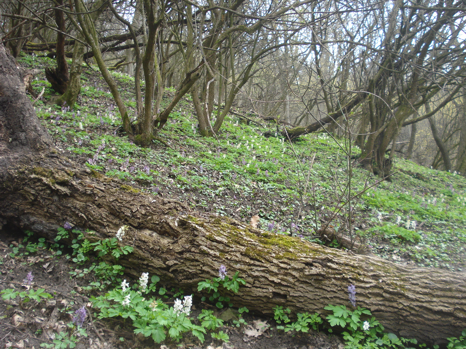 dsc03855.JPG