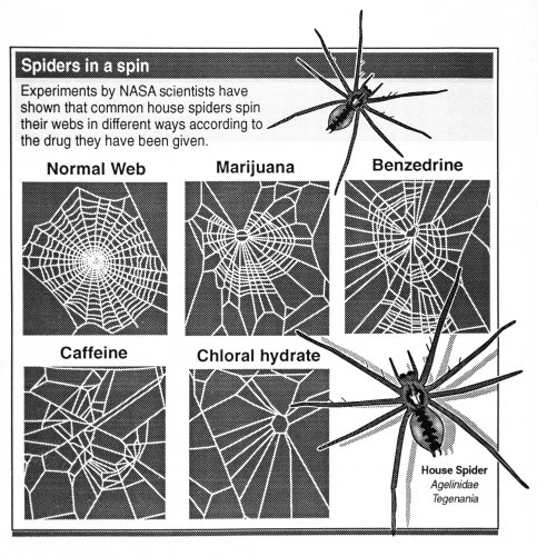 drugged-spider-webs-graphic-483x500.jpg