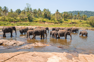 Ázsiai elefántok és elefántárvaház Pinnawala városában