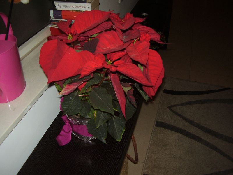 P9100026.JPG